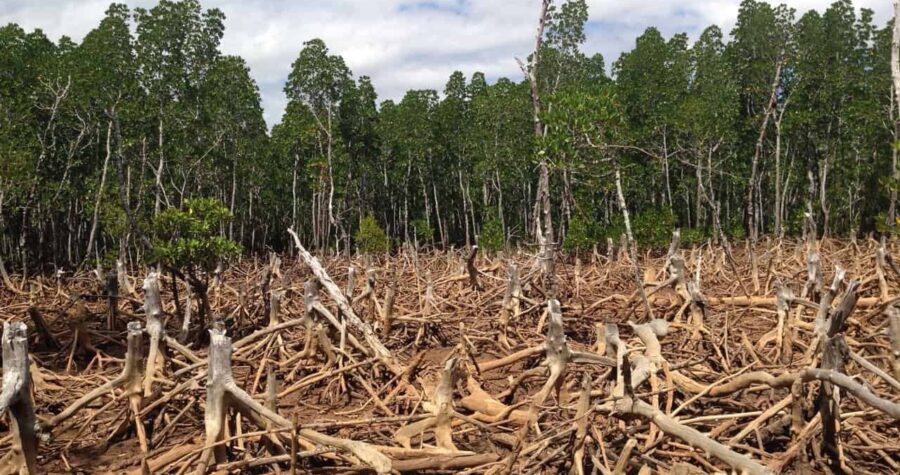 The Devastating Outcomes of Deforestation * Massive Weblog of Gardening