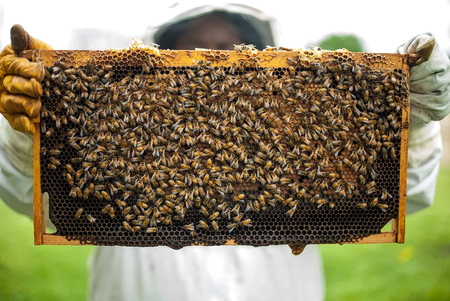 The best solution to Begin a Beehive * Huge Weblog of Gardening