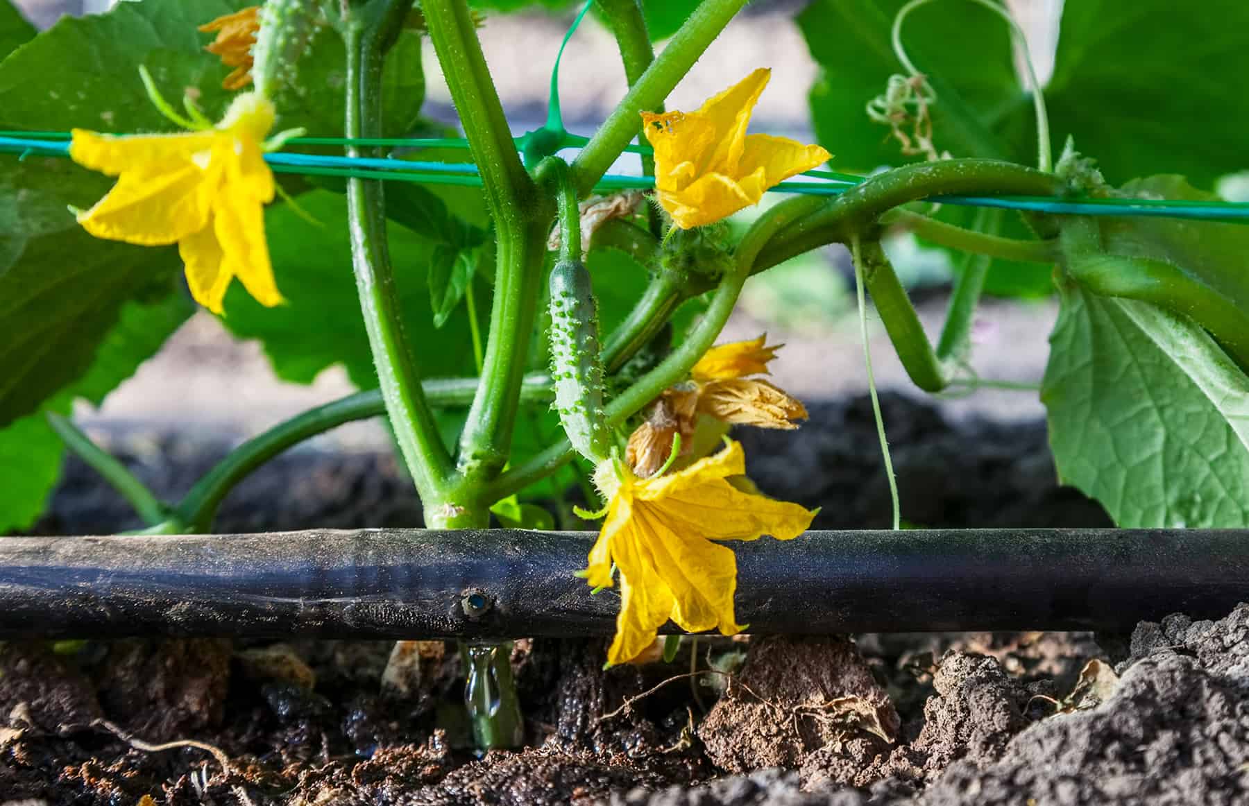 Drip Irrigation Fundamentals (with Movement footage) * Giant Weblog of Gardening