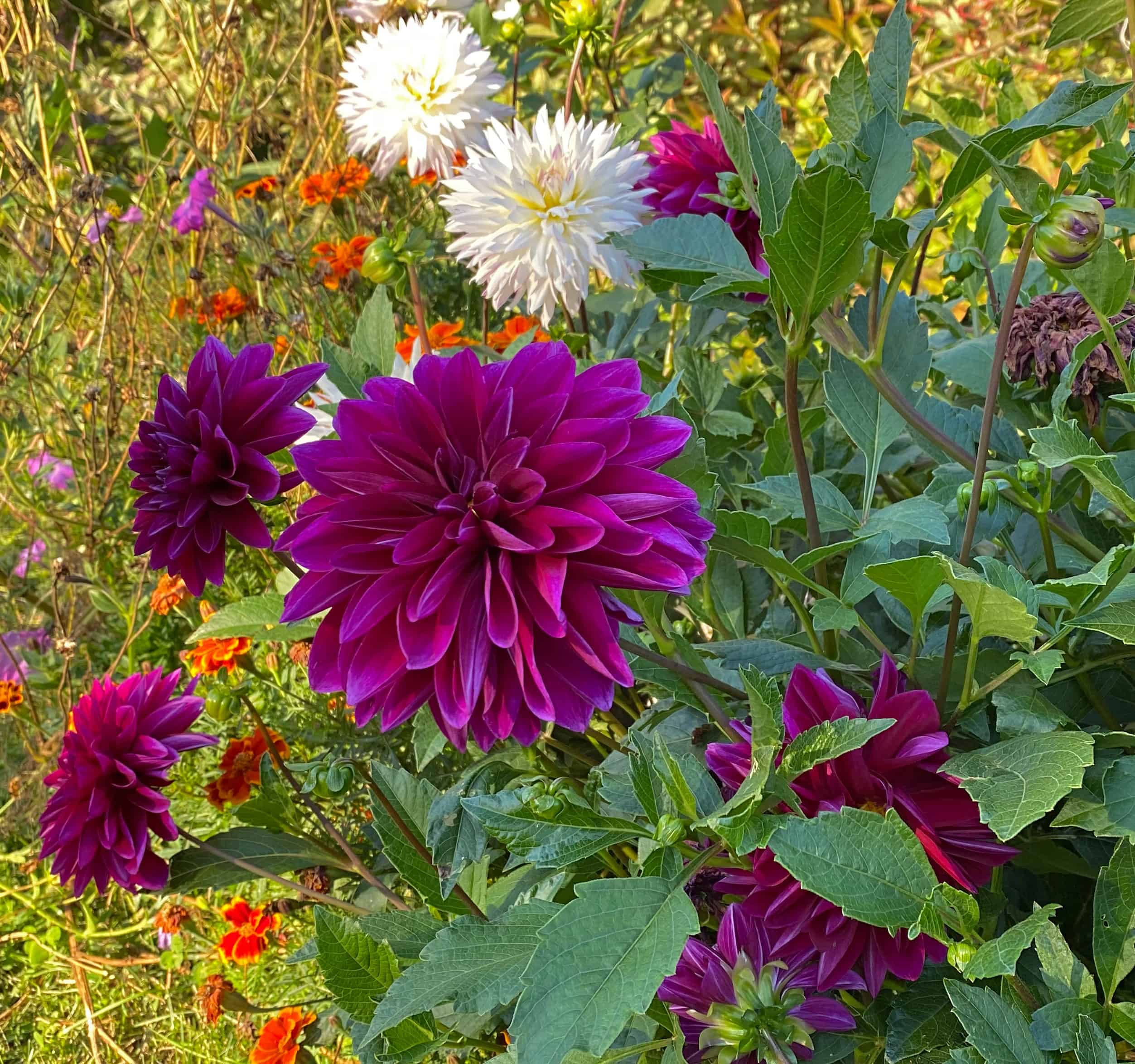 The 4 Greatest Showstopper Summer time season Blooms For Your Yard * Massive Weblog of Gardening