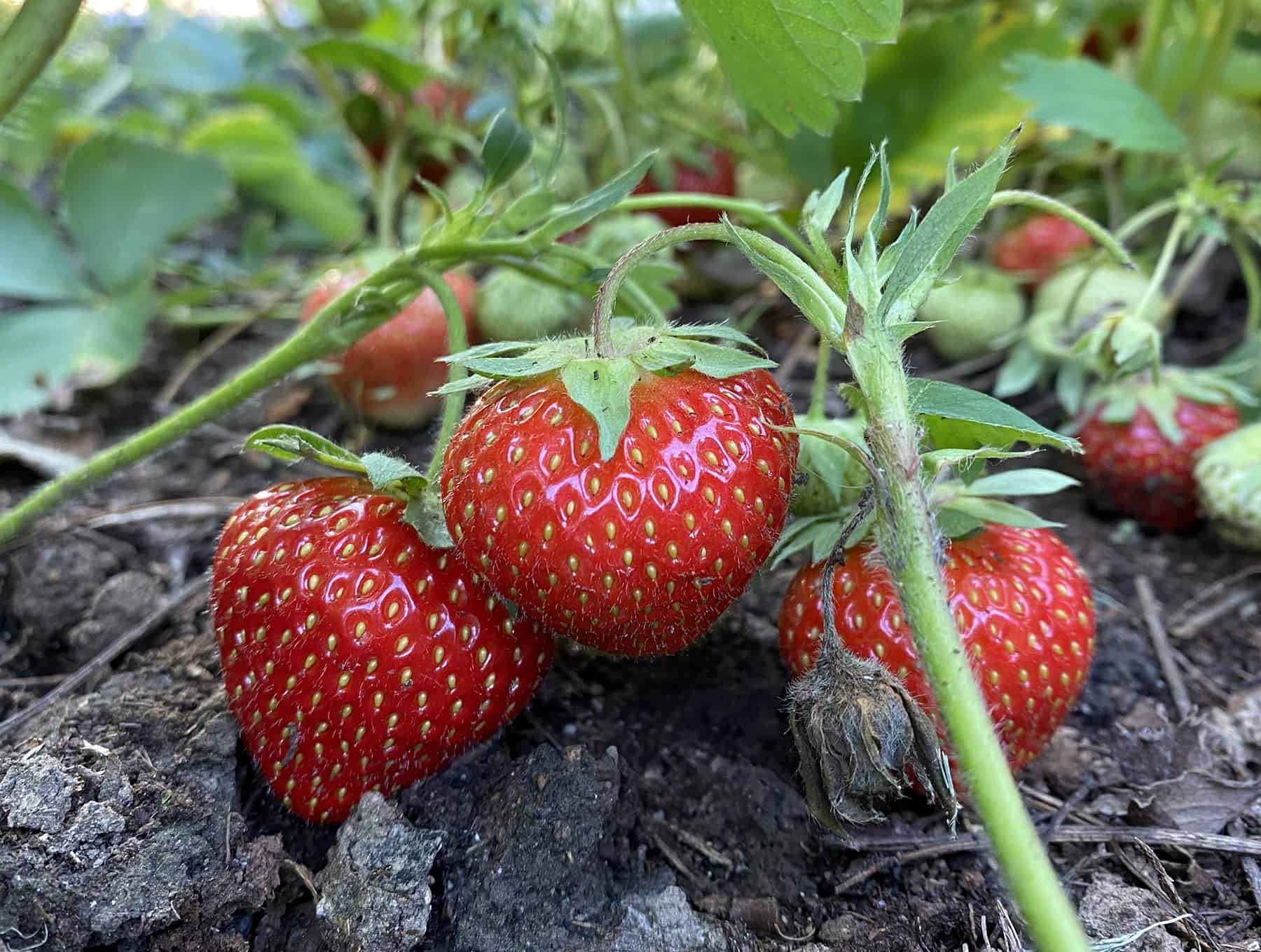 Gardening Fundamentals For Learners * Massive Weblog of Gardening