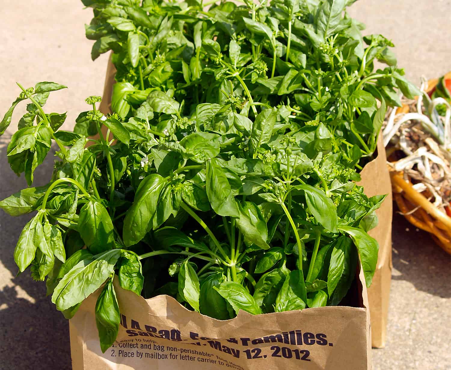 The appropriate technique to Develop Basil * Massive Weblog of Gardening