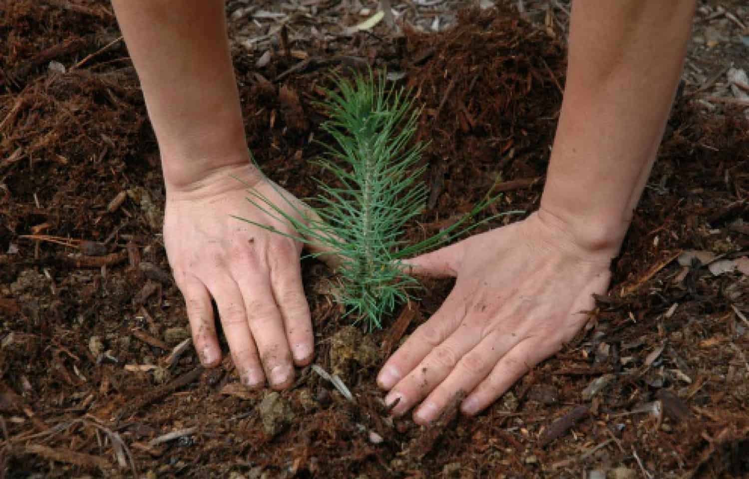 Bulk Tree Seedlings For Planting Massive Areas * Large Weblog of Gardening