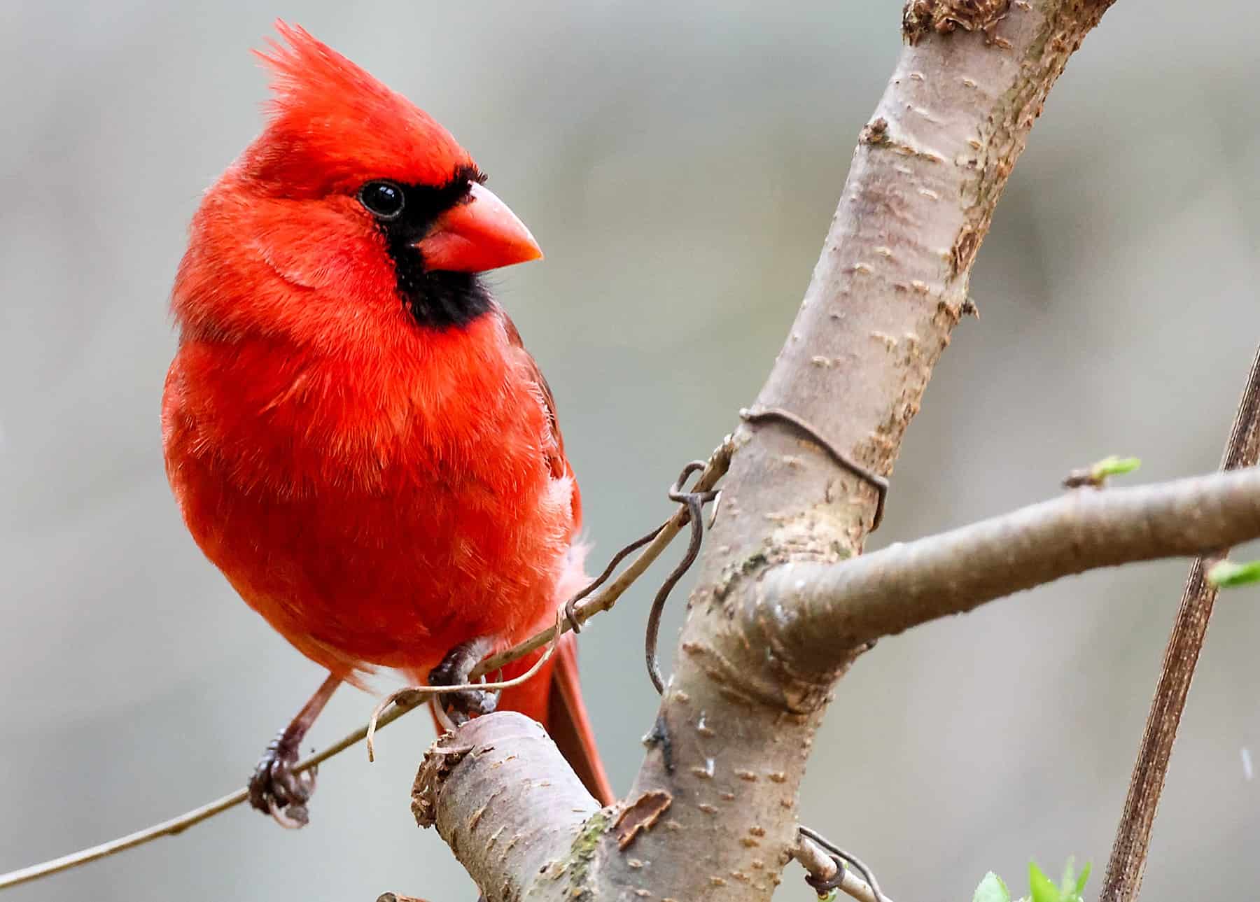 One of many easiest methods to Create a Hen-Good Habitat in Your Yard * Large Weblog of Gardening