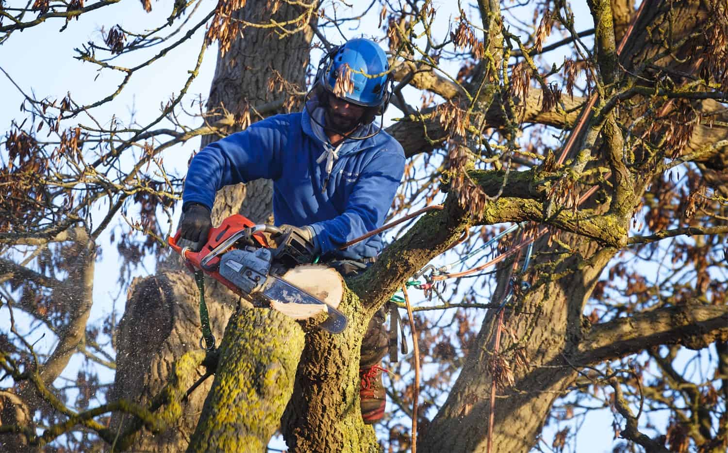 How To Safely Reduce Down a Giant Tree * Huge Weblog of Gardening