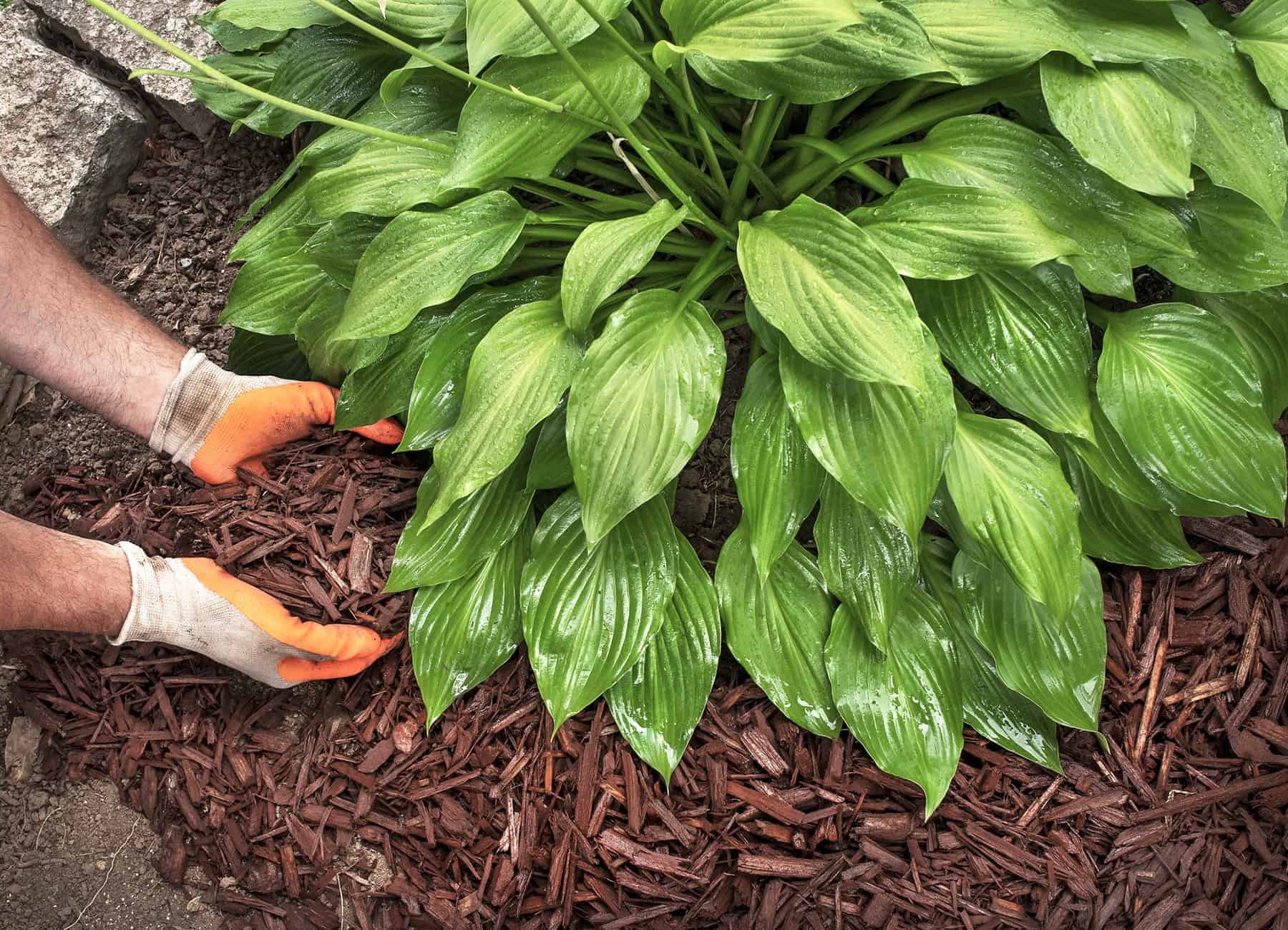 You is perhaps Maybe Mulching All Incorrect. How To Do It Right. * Large Weblog of Gardening