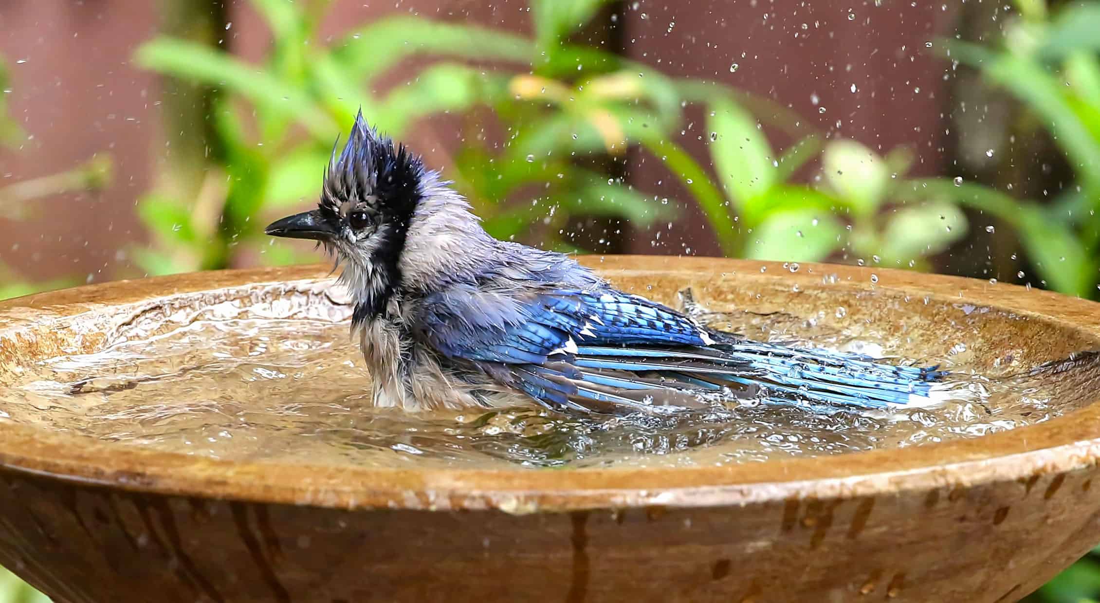 How To Enchantment to Birds to Birdbaths * Huge Weblog of Gardening