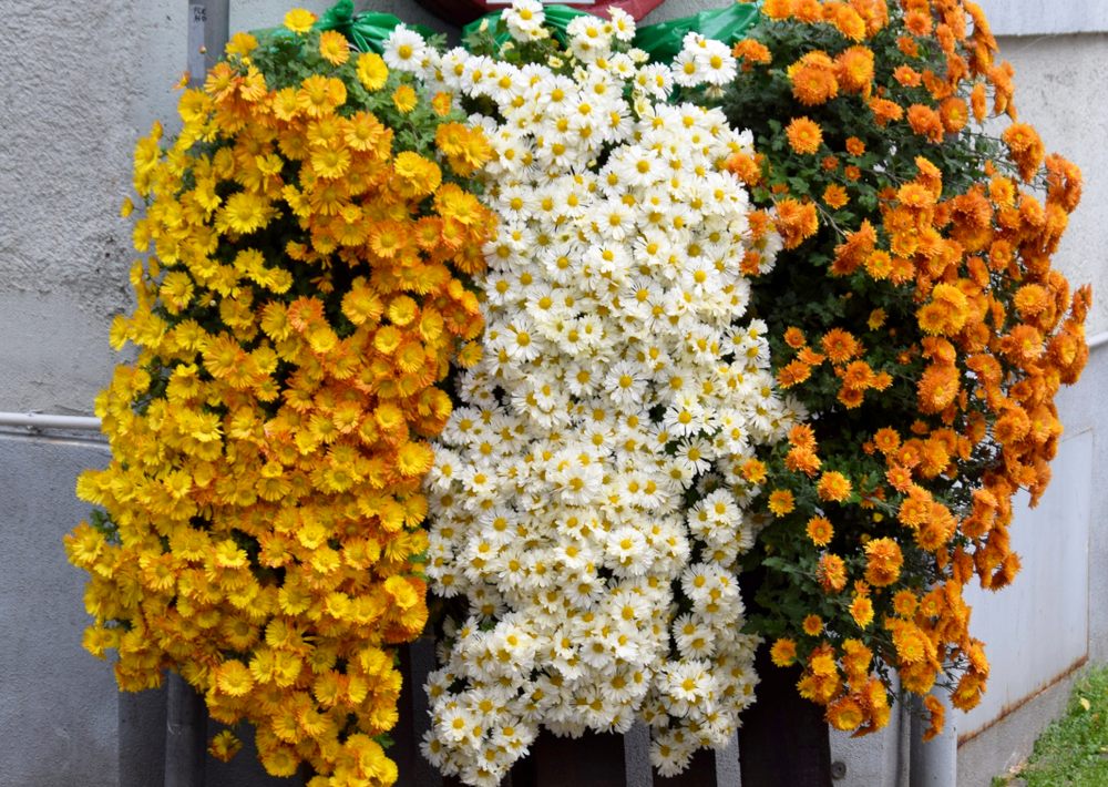 Finest Decisions for Cascading Flowers in Window Containers * Giant Weblog of Gardening