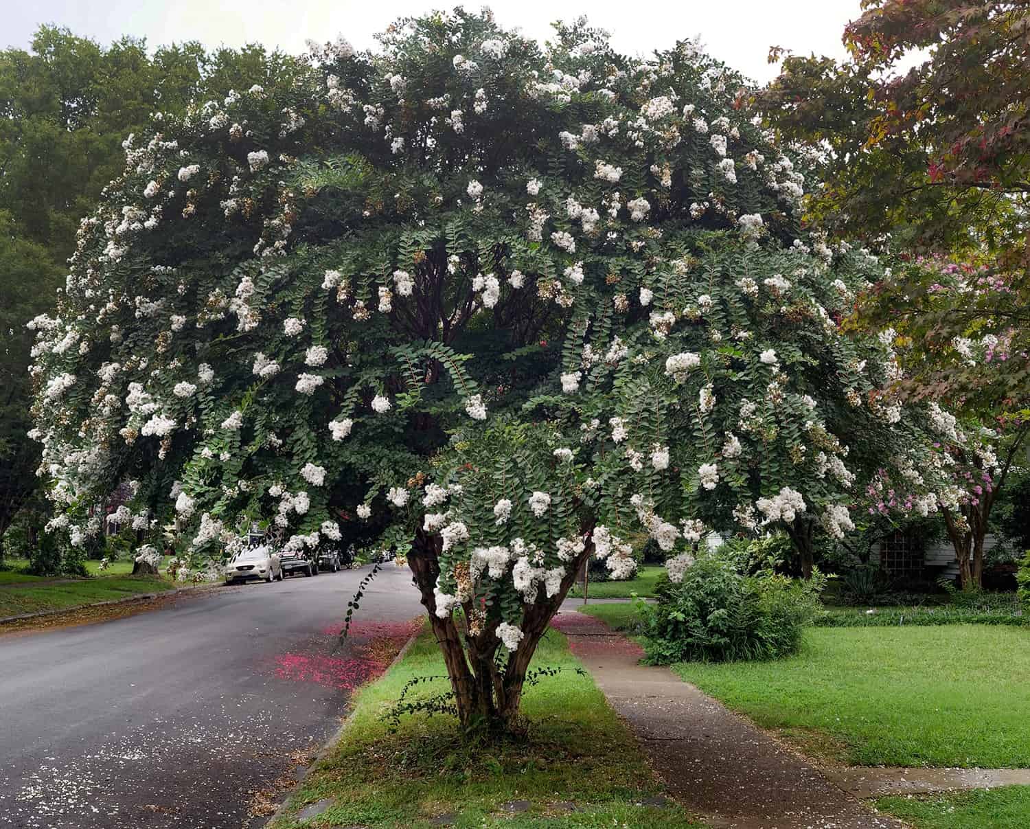 Is It a Small Tree or a Huge Shrub? The Distinction Might Not Be Apparent. * Huge Weblog of Gardening