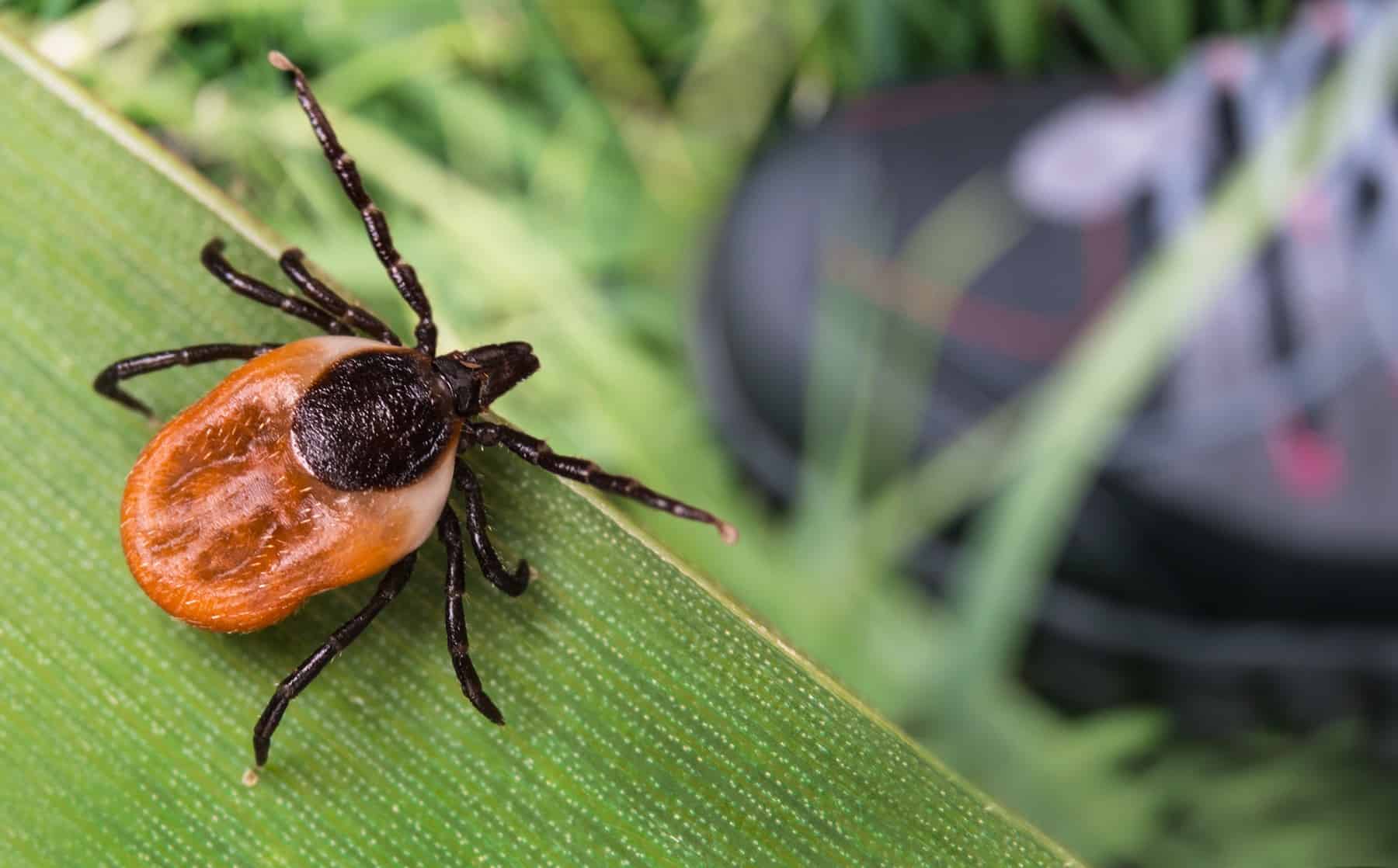 One of many easiest methods to Avoid Tick Bites (From Anybody Who Virtually Died of Lyme Illness) * Huge Weblog of Gardening