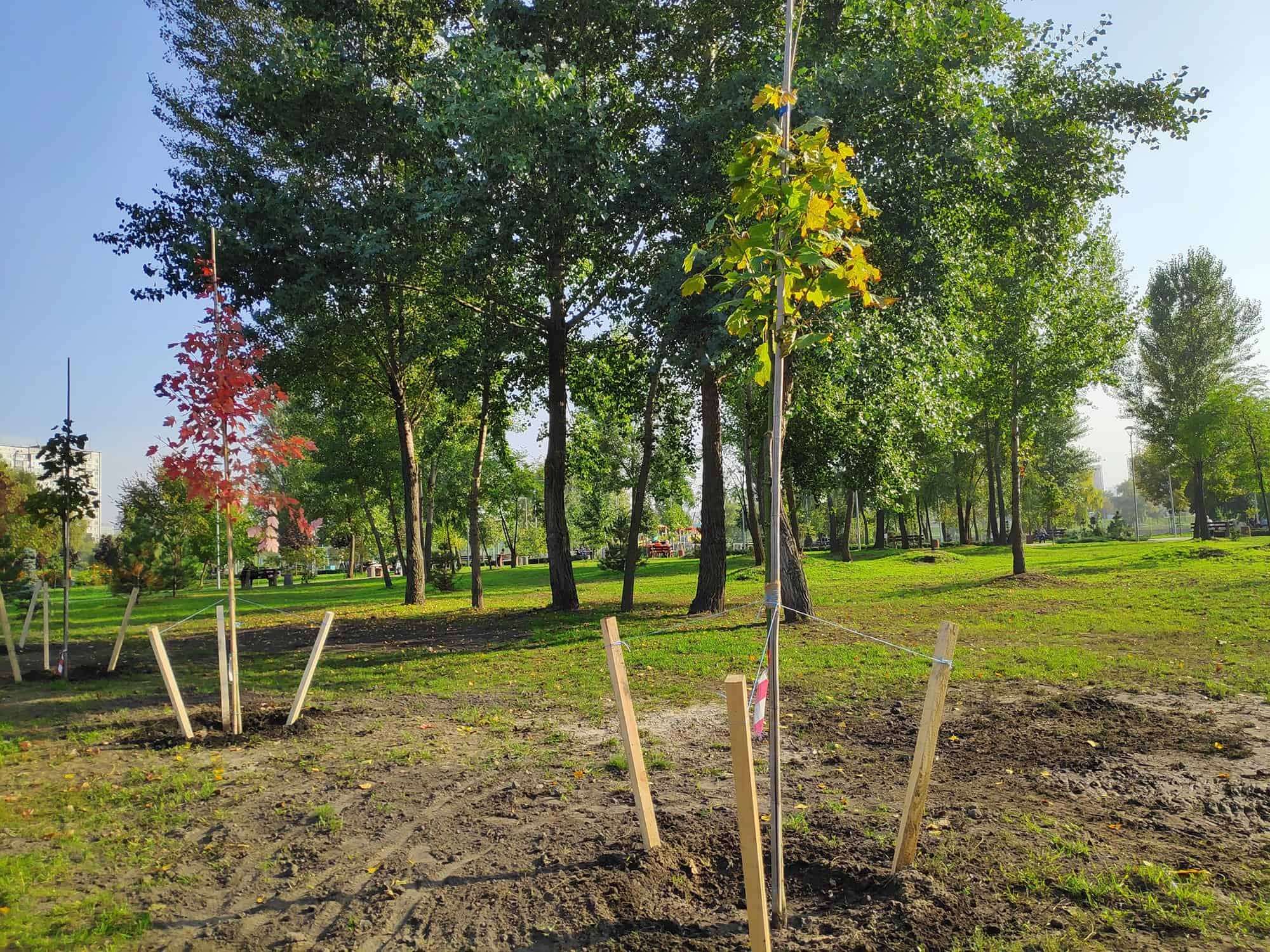 Staking a Tree Is Nearly In no way The Right Subject To Do * Big Weblog of Gardening