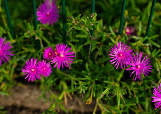 11 Shade-Loving Perennials That Preserve Weeds Away * Giant Weblog of Gardening