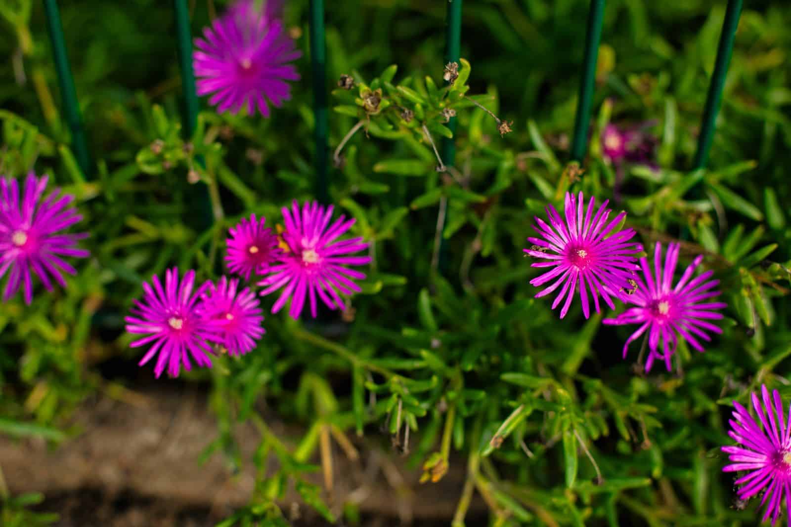 11 Shade-Loving Perennials That Preserve Weeds Away * Giant Weblog of Gardening