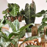 12 Low-Maintenance Houseplants All people Must Have in Their Homes * Large Weblog of Gardening