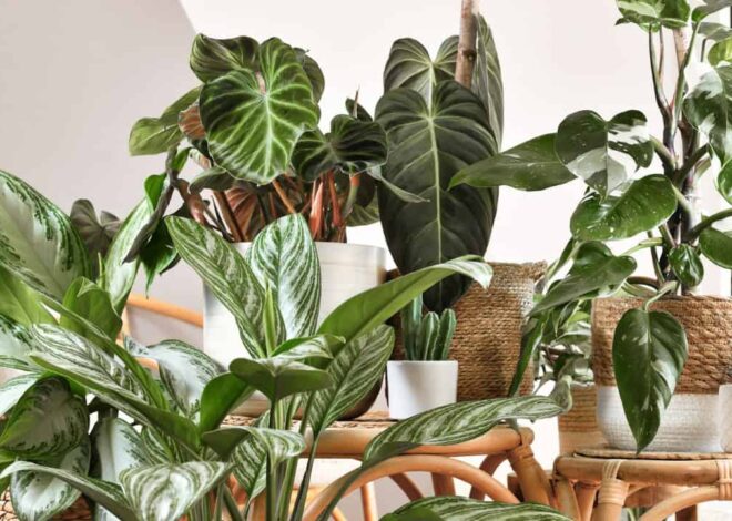 12 Low-Maintenance Houseplants All people Must Have in Their Homes * Large Weblog of Gardening