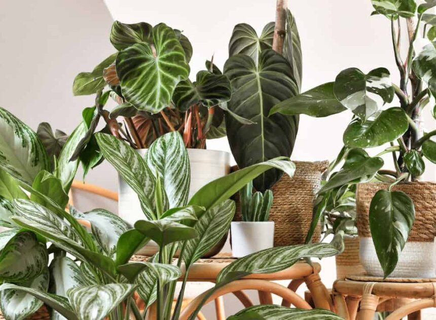 12 Low-Maintenance Houseplants All people Must Have in Their Homes * Large Weblog of Gardening