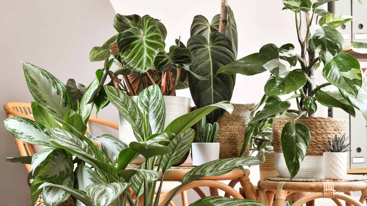 12 Low-Maintenance Houseplants All people Must Have in Their Homes * Large Weblog of Gardening