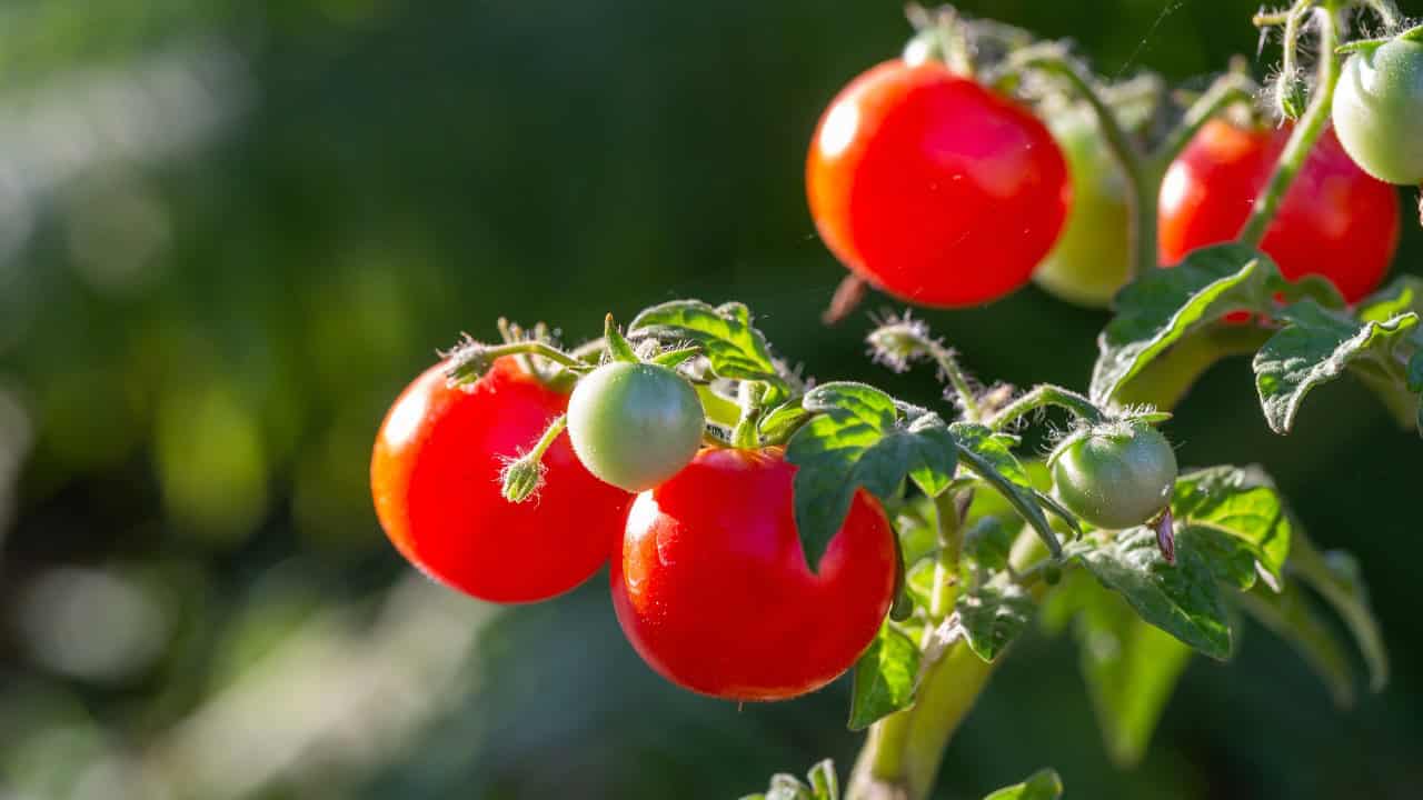 14 Errors All people Makes Rising Tomatoes in Containers * Enormous Weblog of Gardening