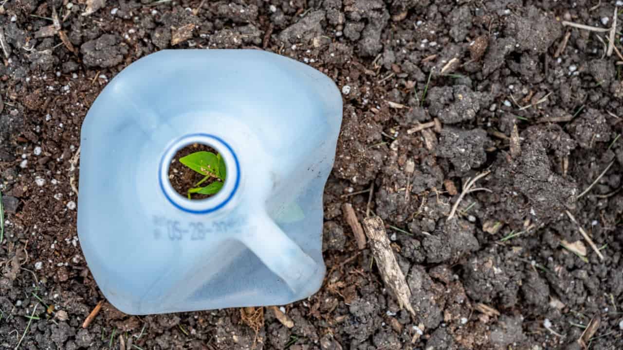 Maintain Your Seedlings Protected with This Milk Jug Hack * Large Weblog of Gardening