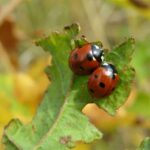 14 Simple Strategies To Get Rid of Ladybugs So They Under no circumstances Come Once more * Massive Weblog of Gardening