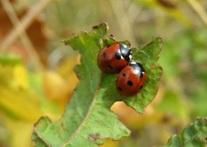 14 Simple Strategies To Get Rid of Ladybugs So They Under no circumstances Come Once more * Massive Weblog of Gardening