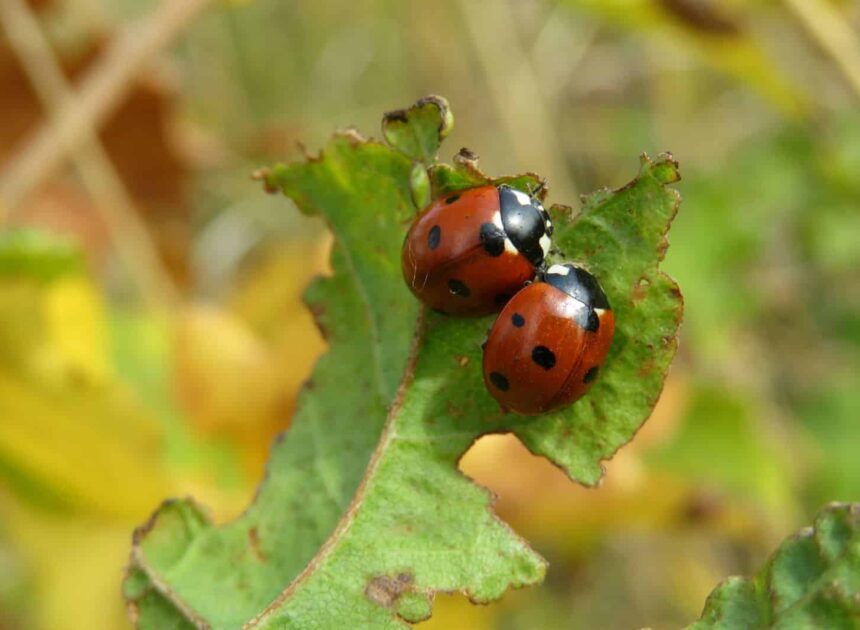 14 Simple Strategies To Get Rid of Ladybugs So They Under no circumstances Come Once more * Massive Weblog of Gardening