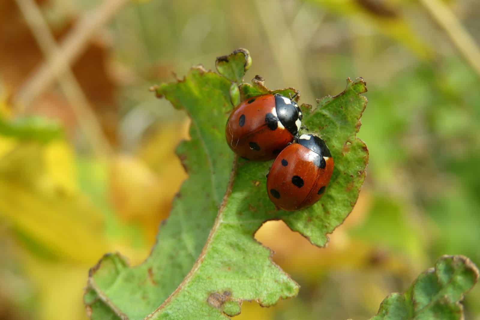 14 Simple Strategies To Get Rid of Ladybugs So They Under no circumstances Come Once more * Massive Weblog of Gardening